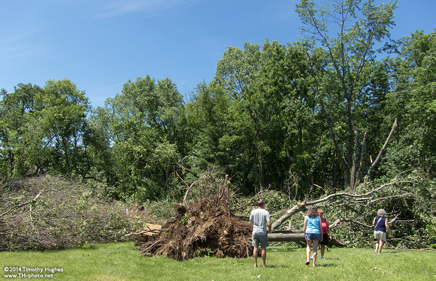Tornado uproots trees