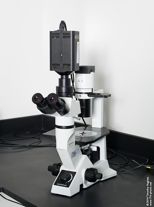 microscope photograph