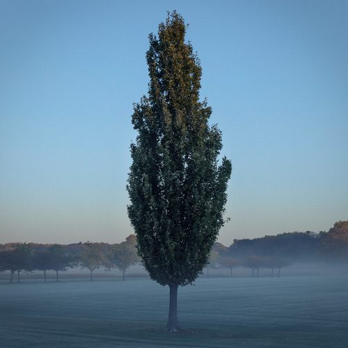 Blue toned tree in a fine art style.