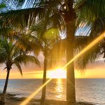 Palm trees on a tropical sea