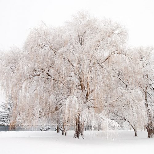 Winter snow willow tree art photo