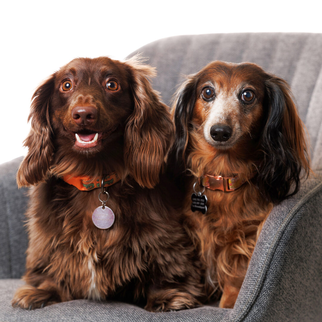 Dogs photographed in the studio.