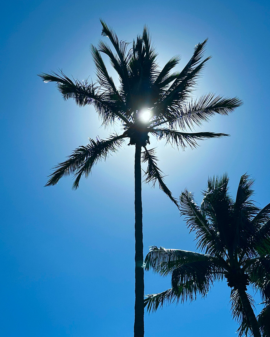 Palm tree