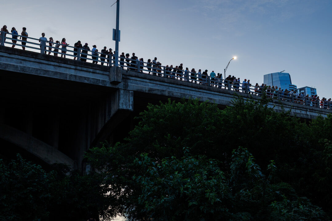 Bat watching on Congress Ave. bridge