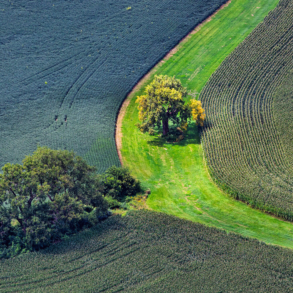 Lone tree